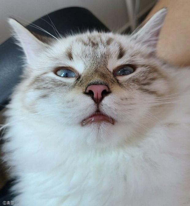 ⓒ노트펫
