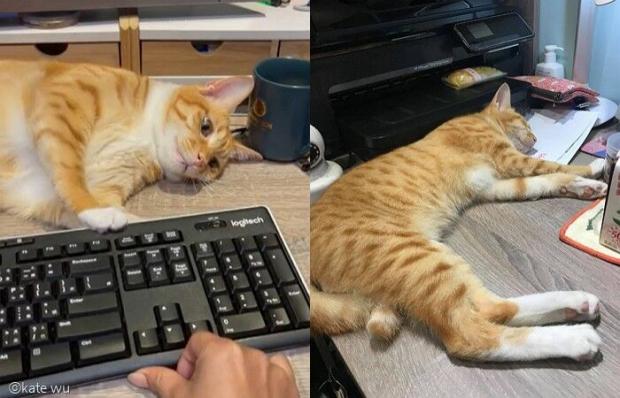 집냥이 생활에 완벽 적응한 피카츄.