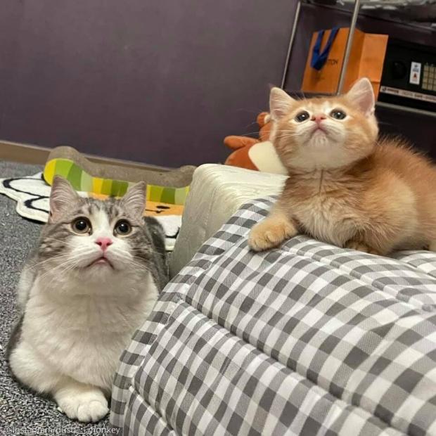 ⓒ노트펫