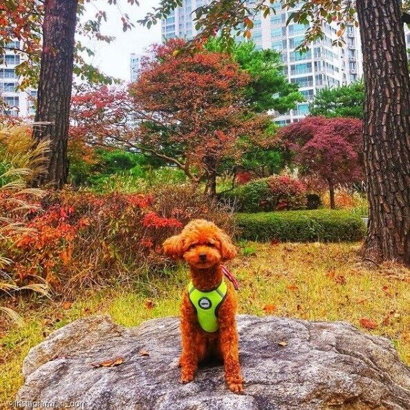 ⓒ노트펫