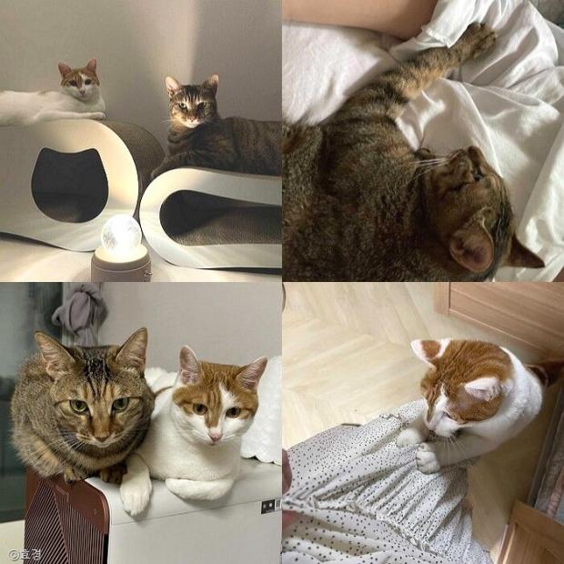 ⓒ노트펫