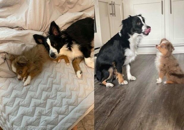사진=Instagram/roy_miniaussie(이하)