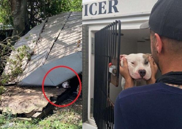 사진=THE LOUISIANA SPCA(이하)