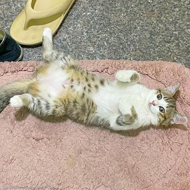 ⓒ노트펫
