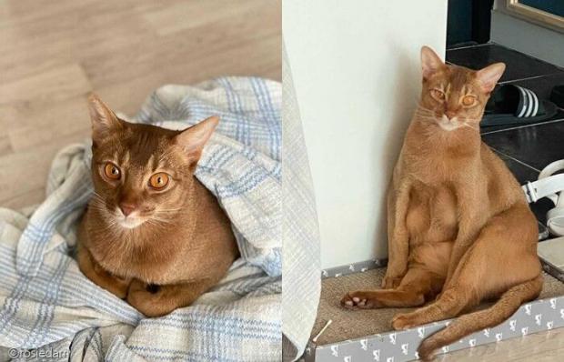 ⓒ노트펫