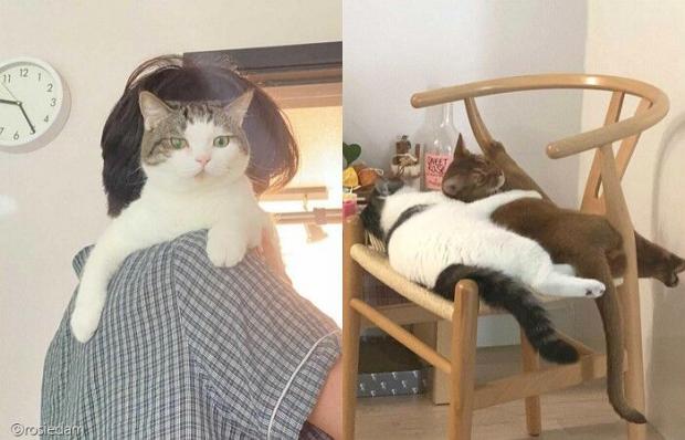 ⓒ노트펫