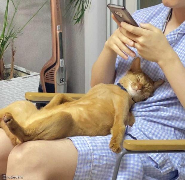 ⓒ노트펫