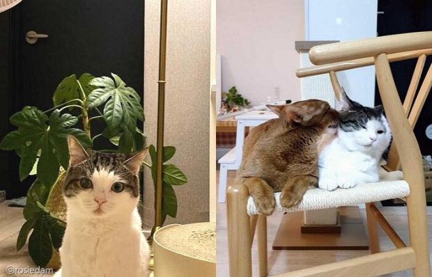 ⓒ노트펫