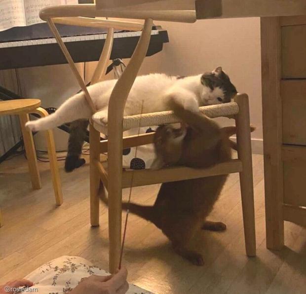 ⓒ노트펫