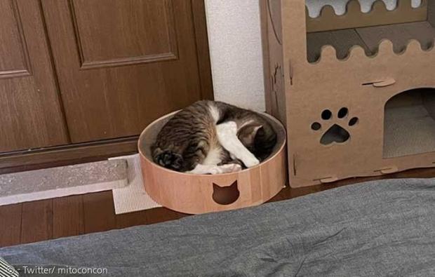 한껏 웅크리고 잔 1년차 고양이. 경계심이 살아있는 모습이다.