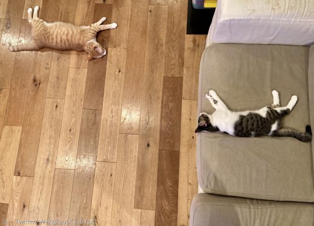 왼쪽이 집고양이 2년차이고, 오른쪽이 집고양이 2개월차다. 2년차는 바닥에서 자고, 2개월차는 소파에서 잔다.