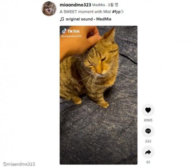 ⓒ노트펫