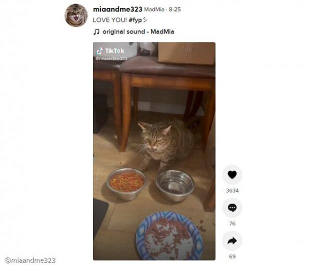 ⓒ노트펫