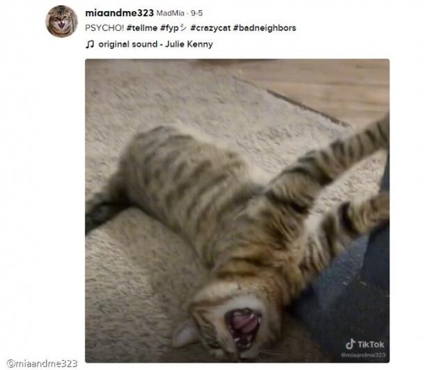 ⓒ노트펫