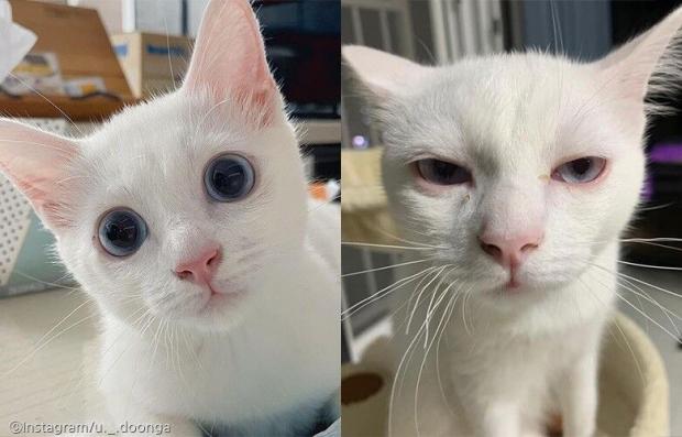 ⓒ노트펫