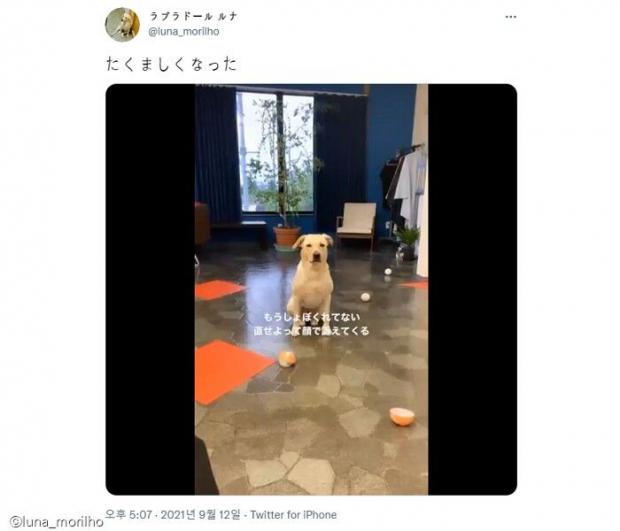 ⓒ노트펫