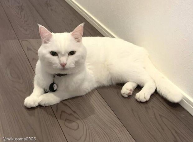 인상 쓰고 있을 때가 많지만 알고보면 마중냥이, 접대냥이인 하쿠.