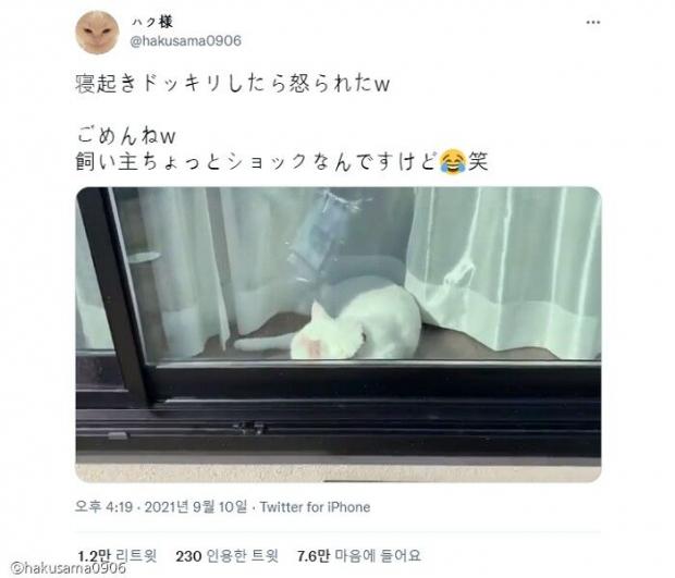 ⓒ노트펫
