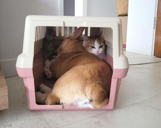ⓒ노트펫