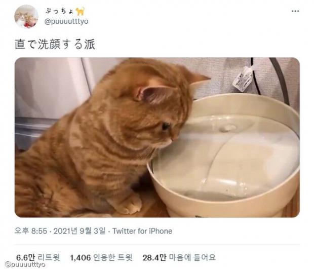 ⓒ노트펫