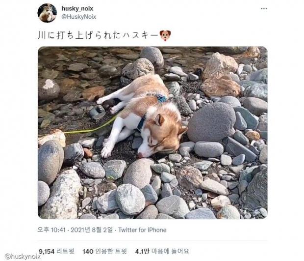 ⓒ노트펫