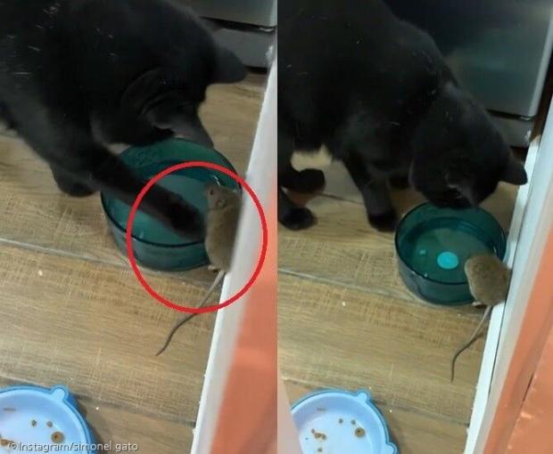사진=Instagram/simonel.gato(이하)