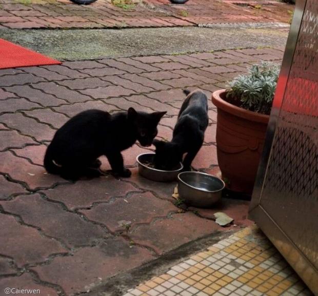 길에서 종종 마주쳤던 깜냥이와 형제 냥이.