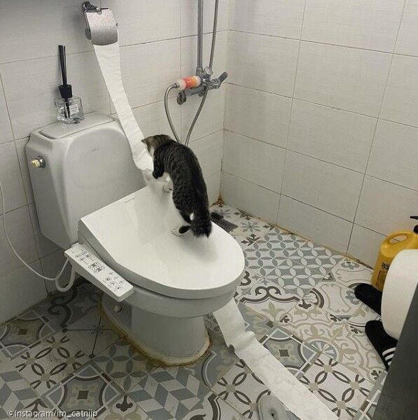ⓒ노트펫