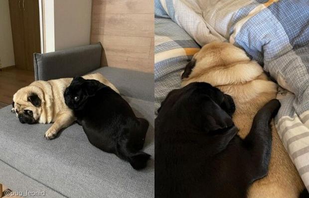 (첫번째 사진 기준) 왼쪽이 리오냐, 오른쪽이 발레라. 
