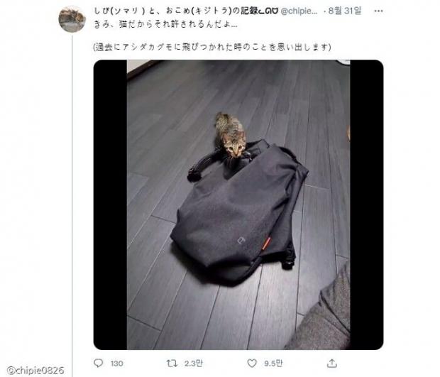 ⓒ노트펫
