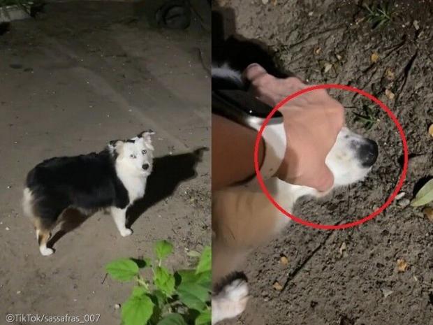 ⓒ노트펫