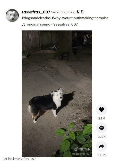 ⓒ노트펫