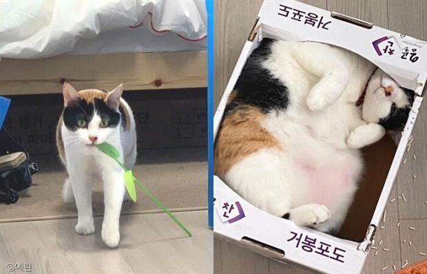 ⓒ노트펫