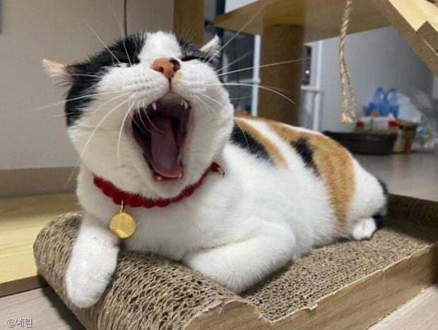 ⓒ노트펫