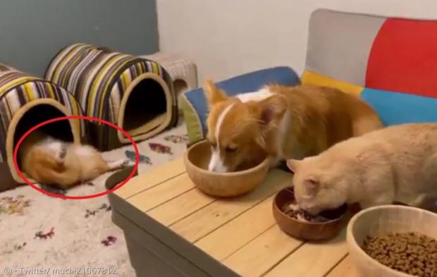 웰시 코기 무우와 고양이 토토로가 밥 먹는 옆에서 반려견 치이가 대자로 깊은 잠에 빠졌다. [출처: Twitter/ muchi21067312]
