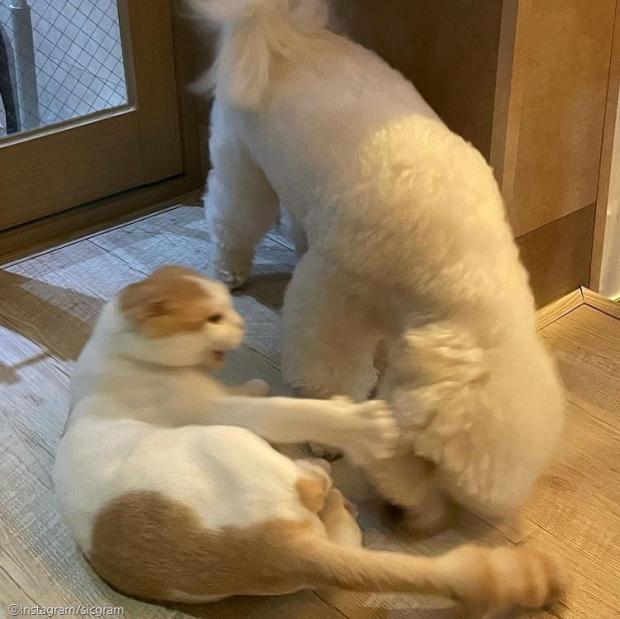 ⓒ노트펫