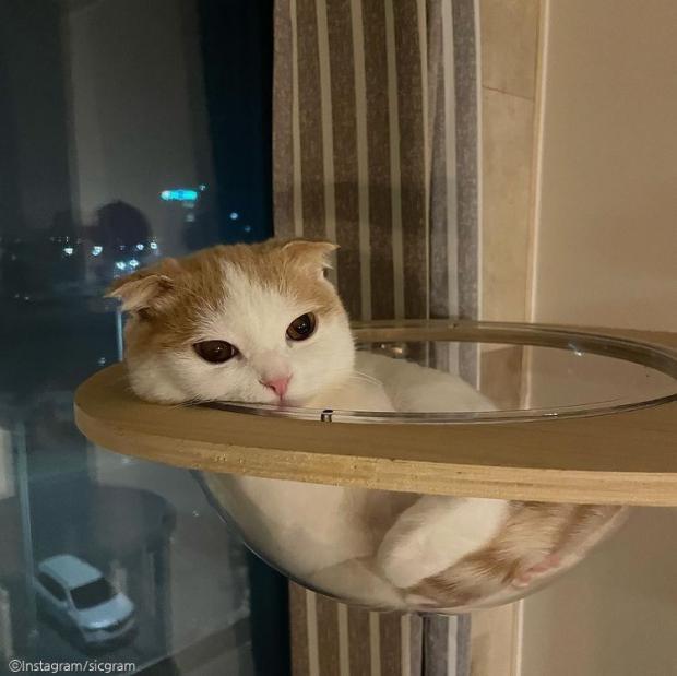 ⓒ노트펫