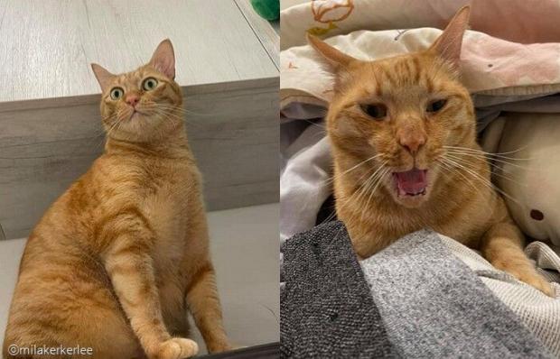 다이어트 중인 디카. 식사량이 줄어 예민해진 상태.