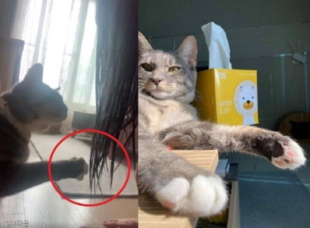 ⓒ노트펫