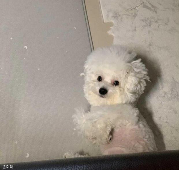 ⓒ노트펫