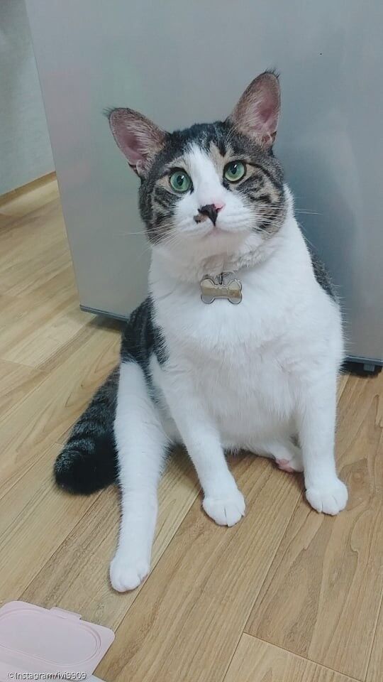 ⓒ노트펫