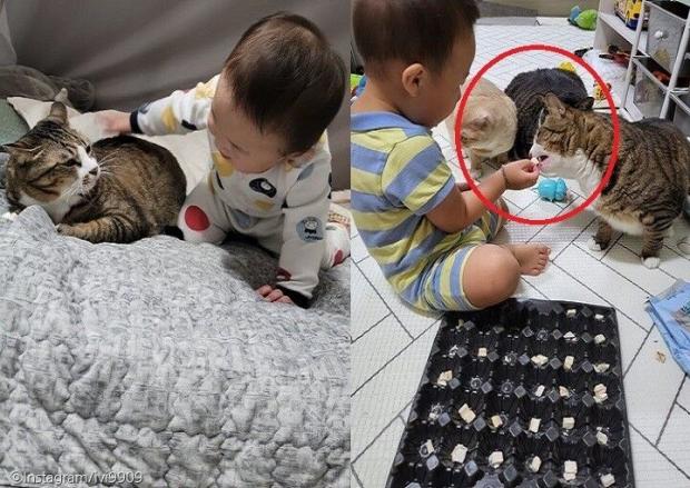 ⓒ노트펫