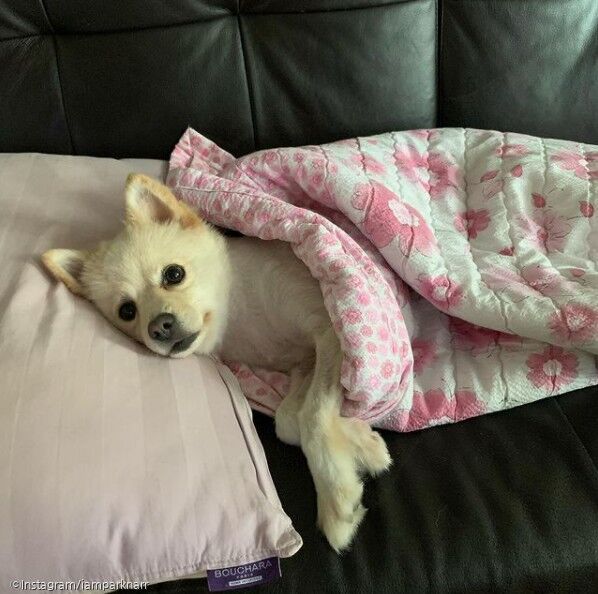 ⓒ노트펫