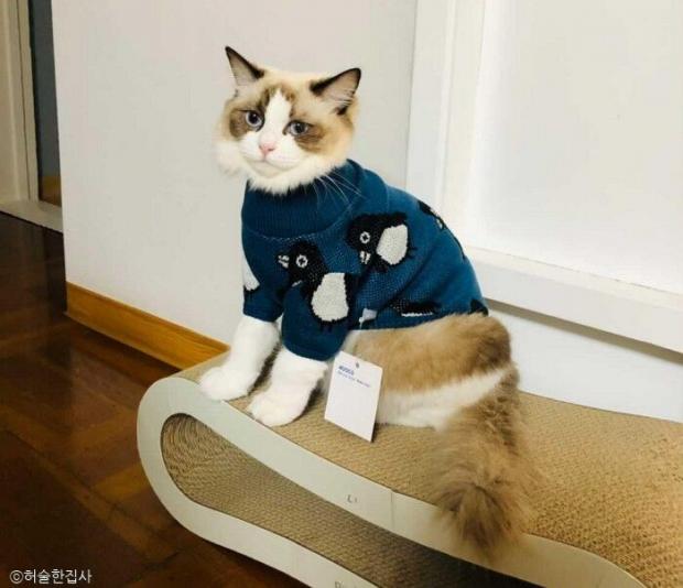 ⓒ노트펫