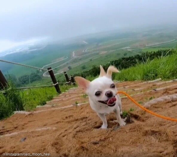 ⓒ노트펫