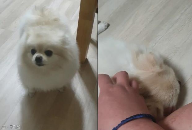 자기집이 아닌 걸 알아채고 얼어버렸던 강아지는 간식에 넘어가 코까지 골아대며 잠을 잤다.  