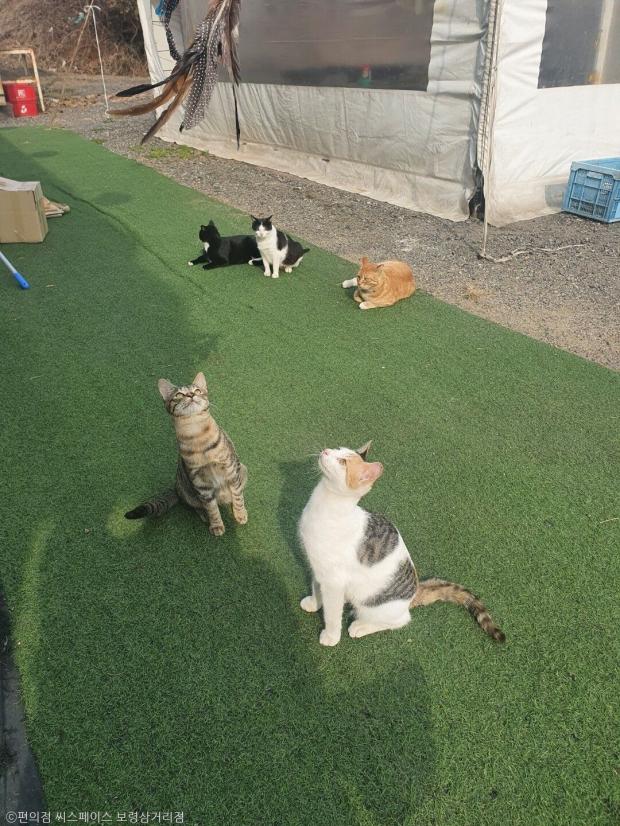 ⓒ노트펫