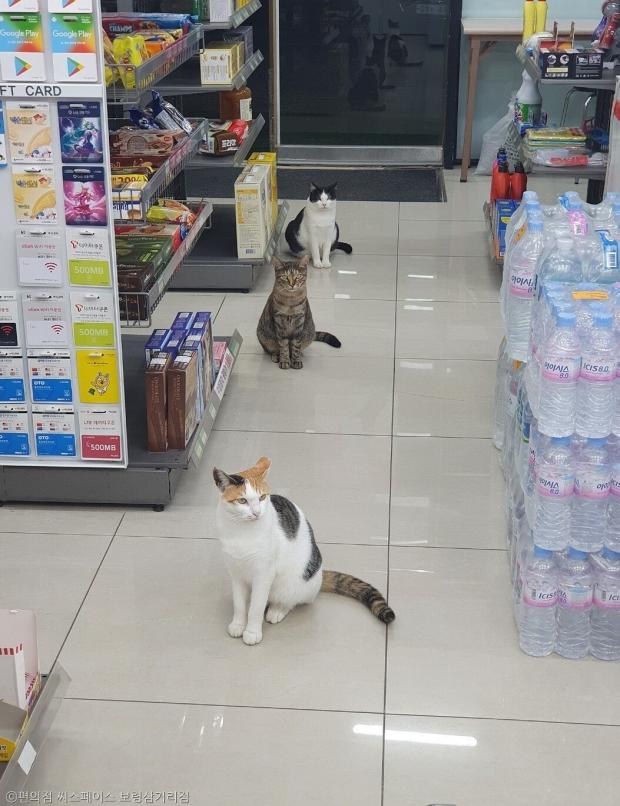 ⓒ노트펫