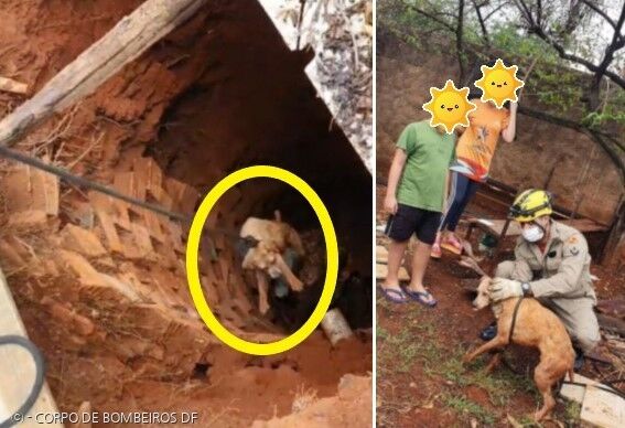 개(노란 원)가 밧줄 고리에 스스로 몸을 밀어넣은 덕분에, 소방관들이 개를 손쉽게 구출했다.