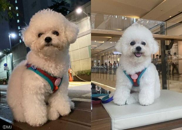 ⓒ노트펫